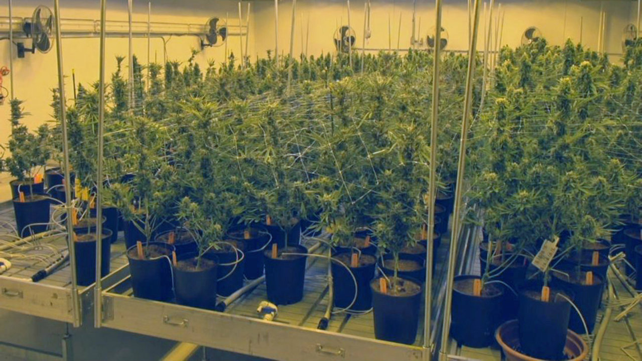 Florida universities, colleges allowed to conduct hemp,...